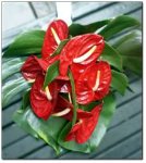 Bouquet di Anthurium rossi